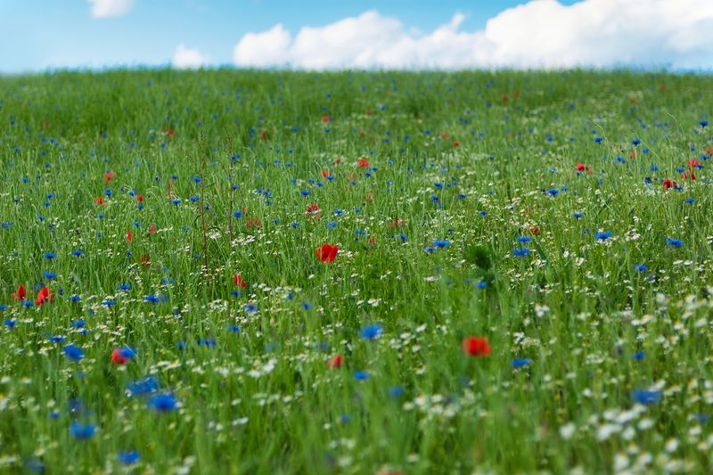 Wild Flowers in May