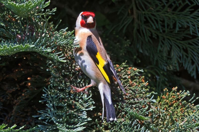 Goldfinch in the Garden