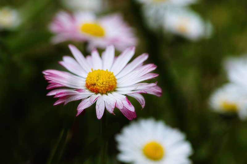 Field Daisies