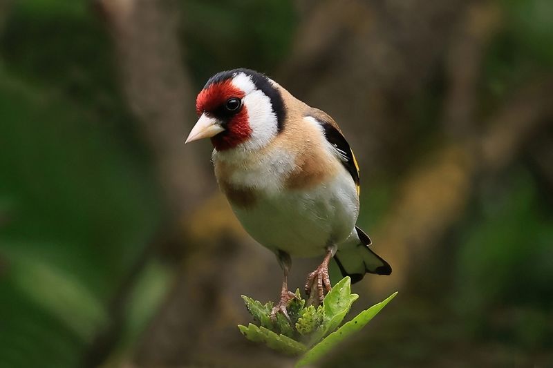 Goldfinch in our Garden