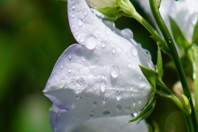 More Rain