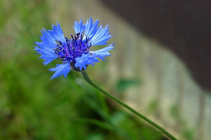 Corn Flower Blue