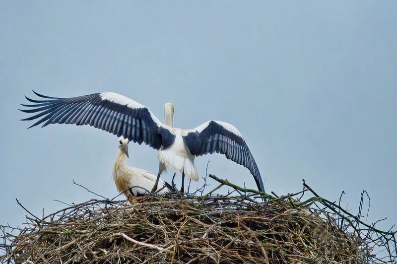 Young Storks 