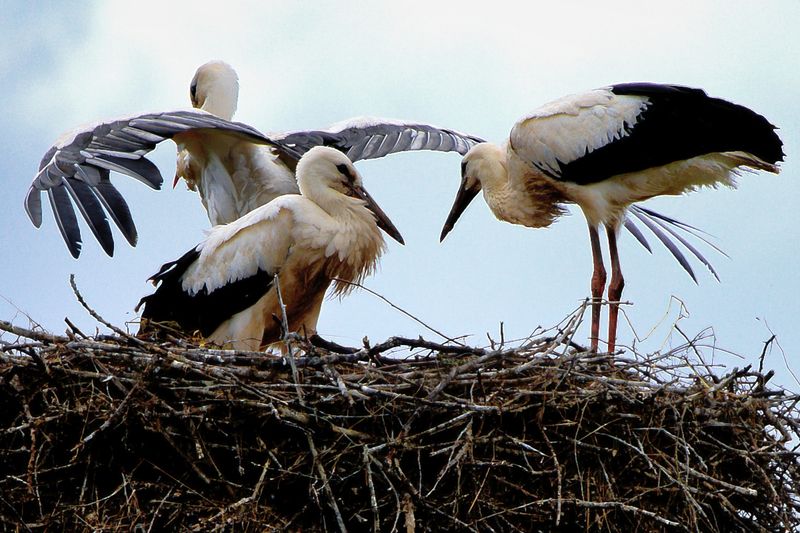 Two Young Storks 
