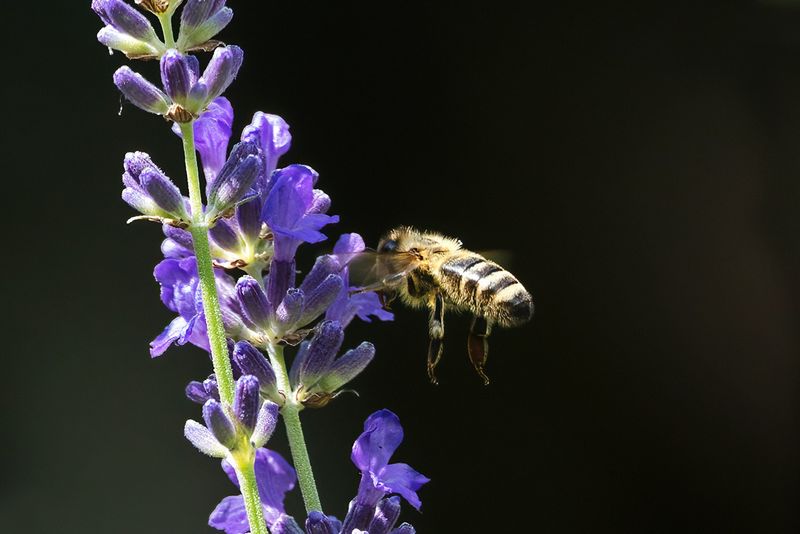 Bee heading for Lavender