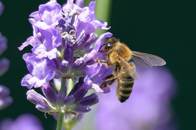 Bee on Lavender