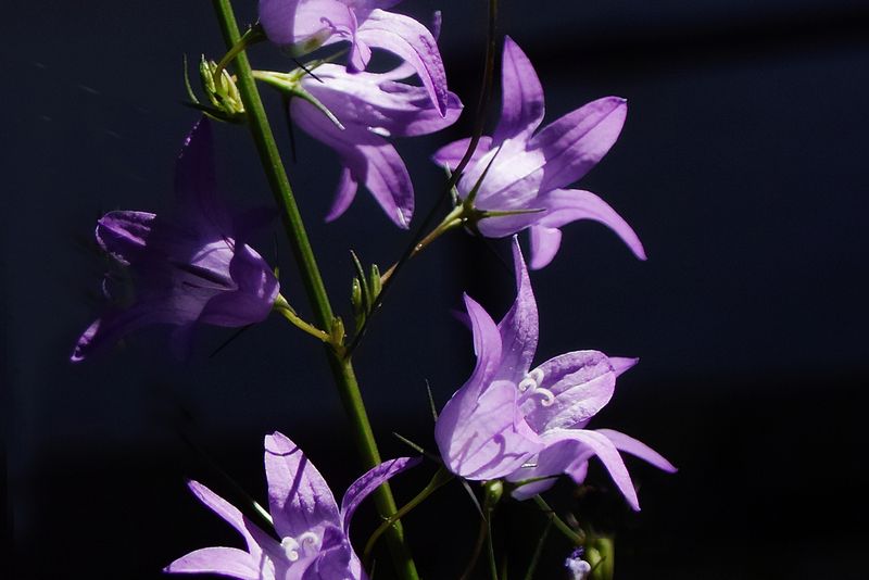 Bells in the Light