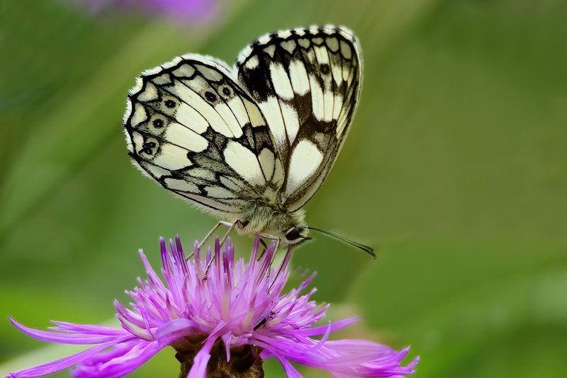 Marbled White