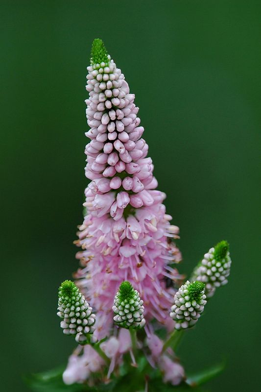 Summer Blossoms