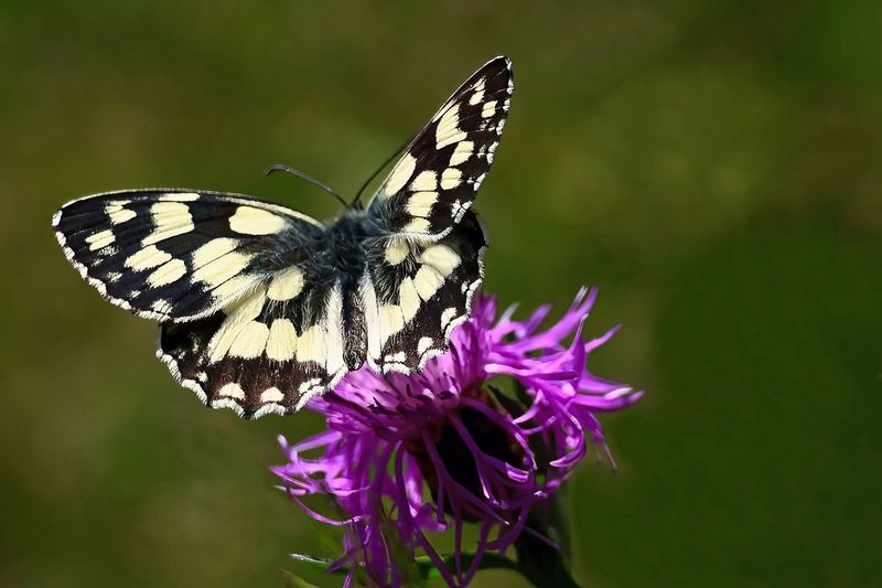 Marbled White.