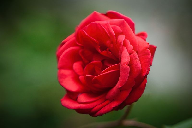 Velvet Petals