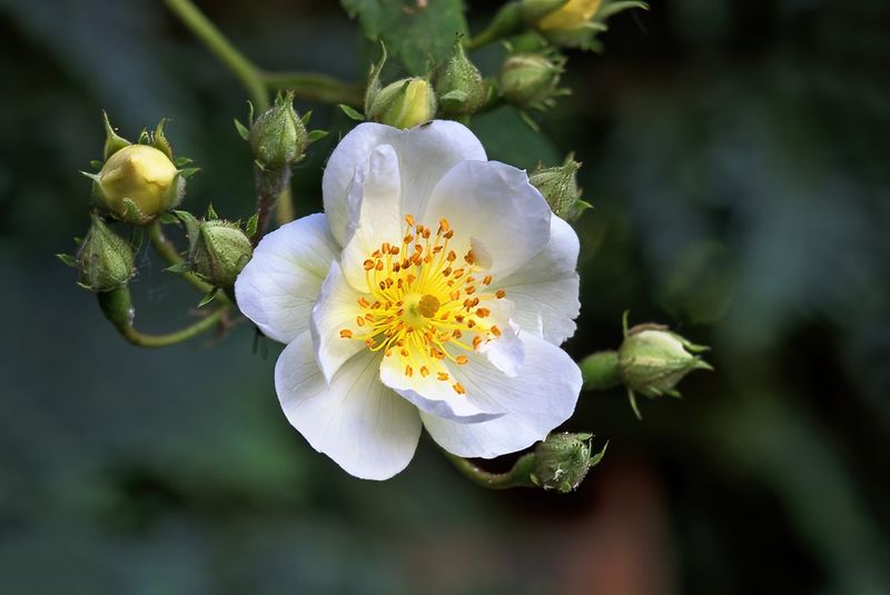 Rambler Rose 