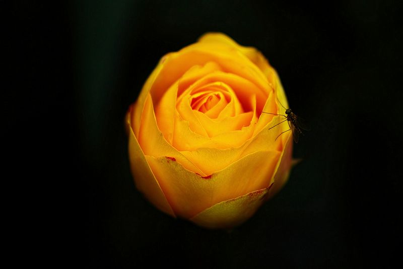 Yellow Rose Ready to Open