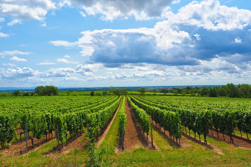 Vineyards in Summer