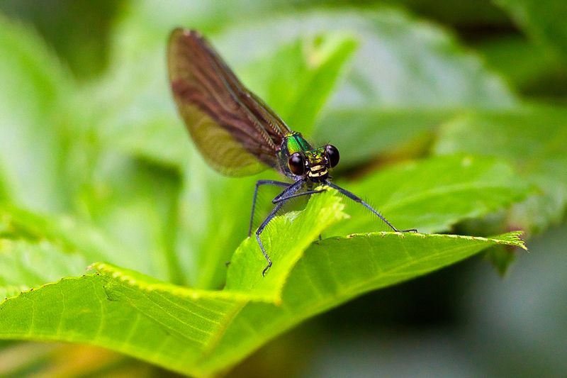 Beautiful Demoiselle