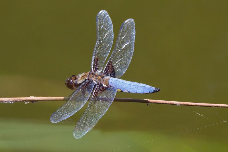 Broad-bodied Chaser (Male)