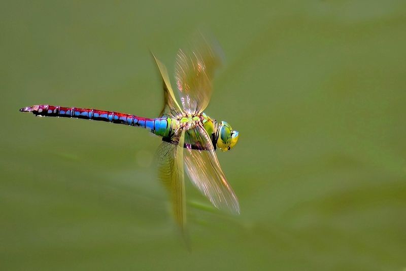 Emperor Dragonfly