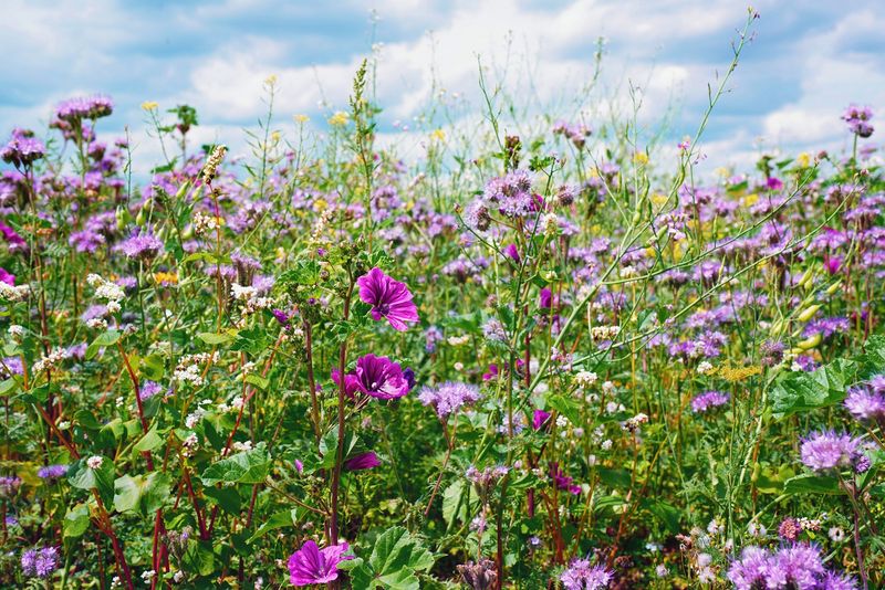 Field of Flowers