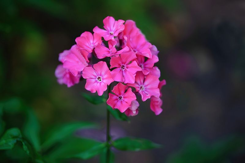 Pink Phlox