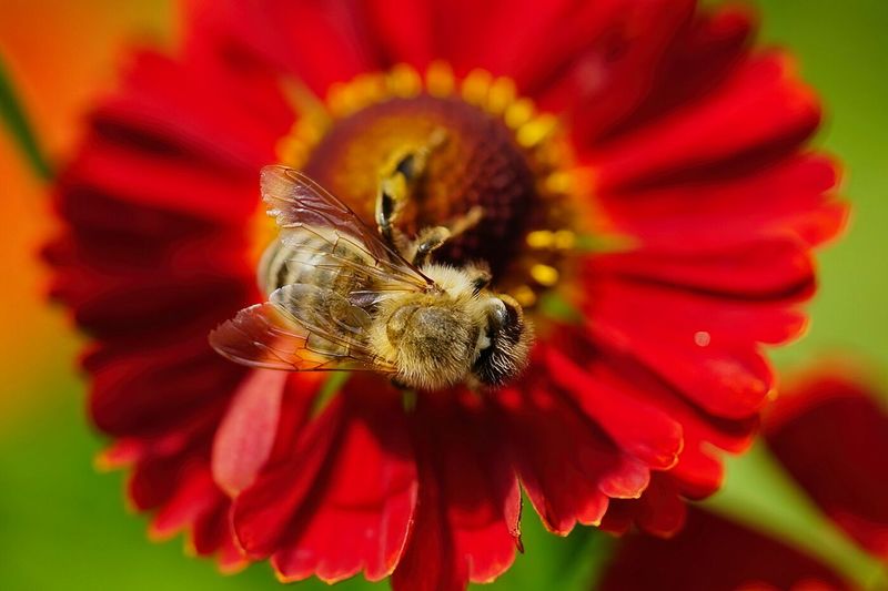Busy Bee
