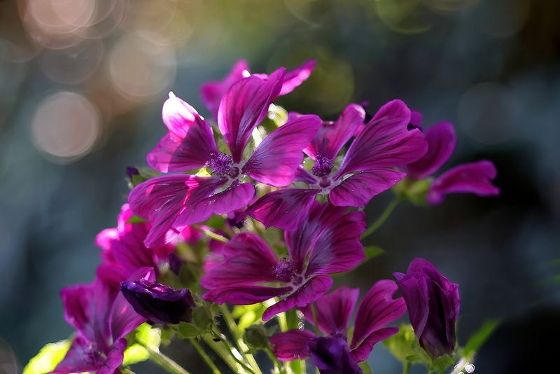 Wild Mauve