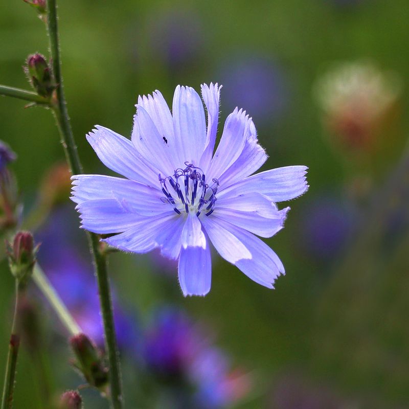 Common Chicory