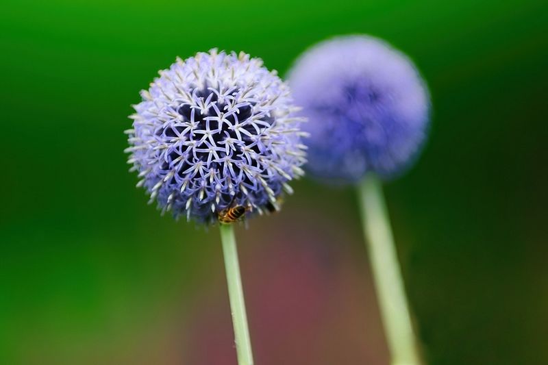 Puff Ball