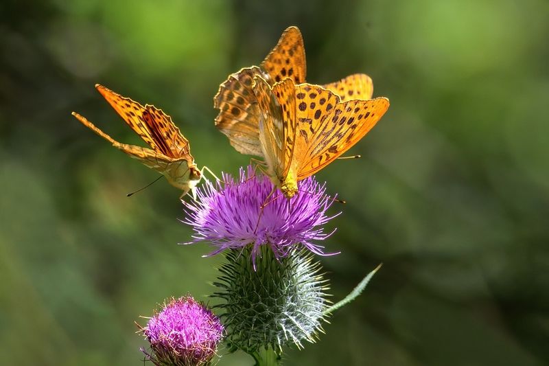 Fritillary Meeting at the Thistle