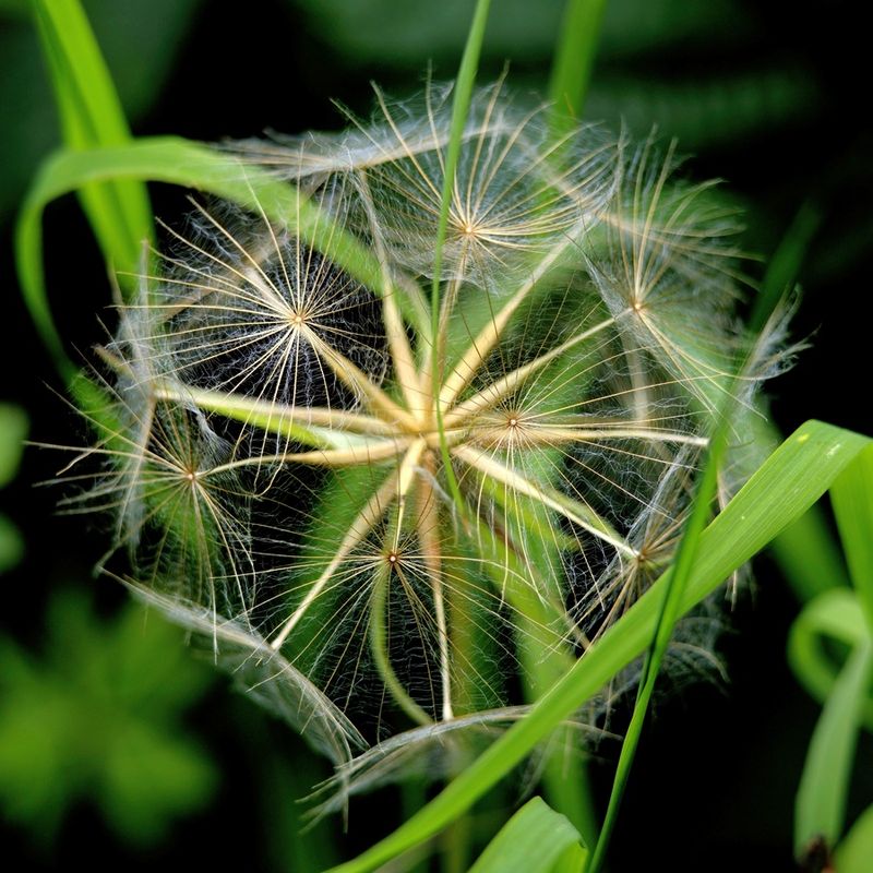 Nature's Geometry