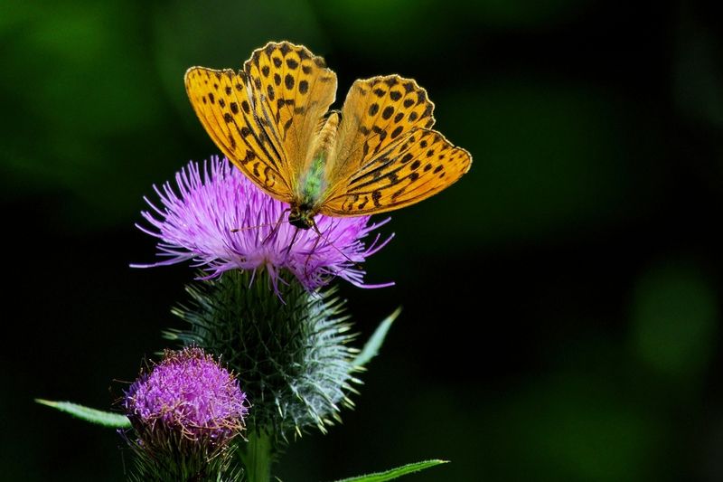 Silver-washed Fritillary