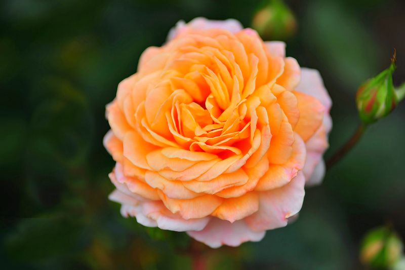 Fragrance of Summer