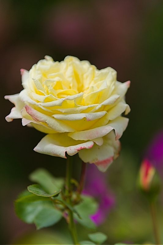 Fragrance of Summer