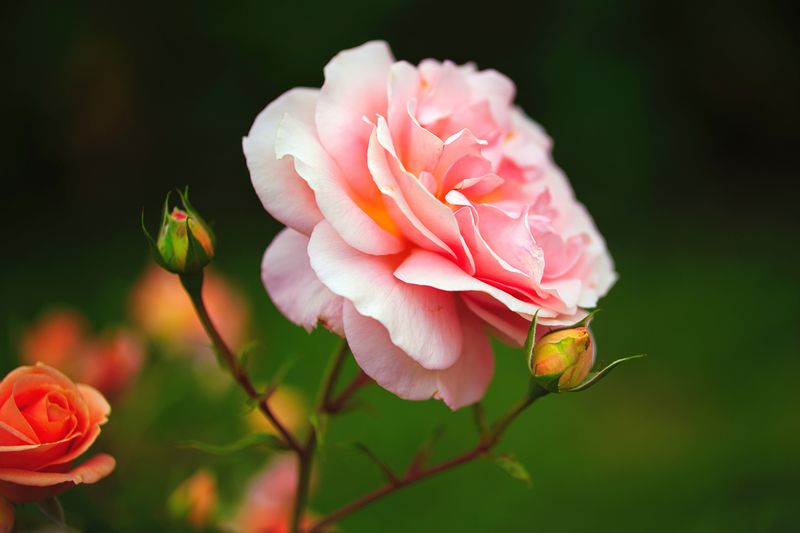 Roses
