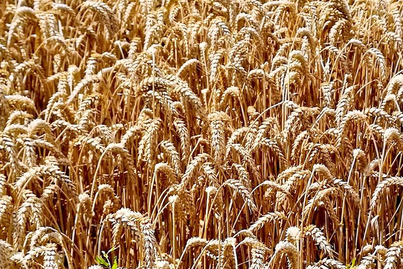 Ready to Harvest 