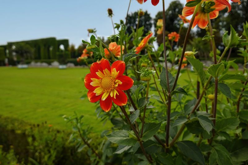 Palace Garden