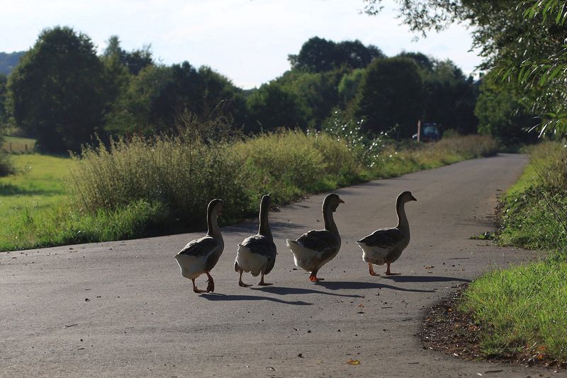 Four Old Pet Geese 