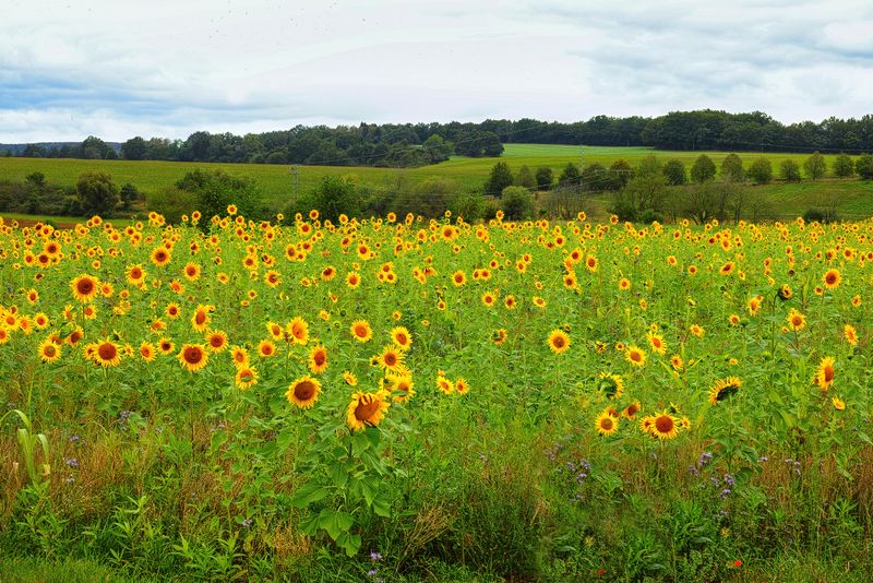 Wide View of the Sunflower Field