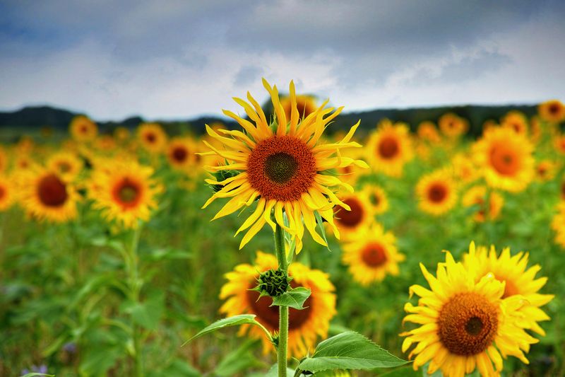 Sunflower Field 