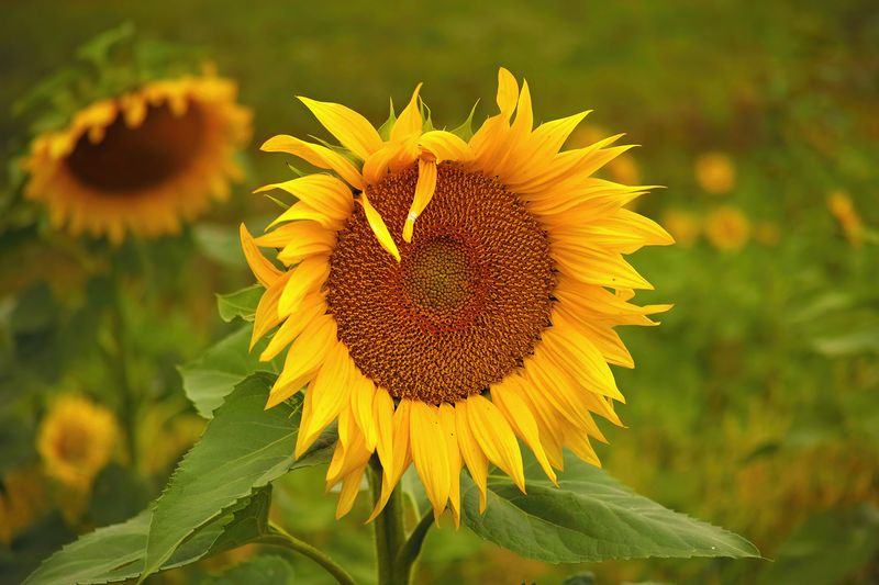 Sun Flower Power
