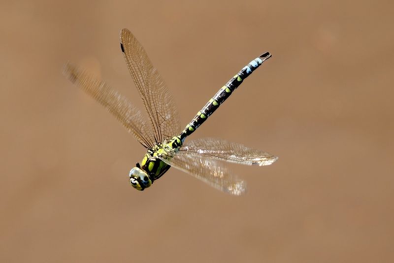 Southern Hawker