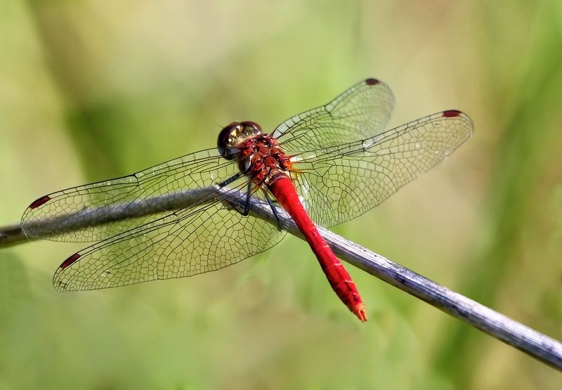 Red Darter