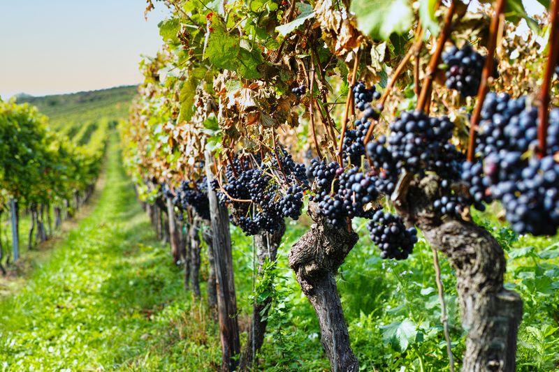 Vineyard End of September