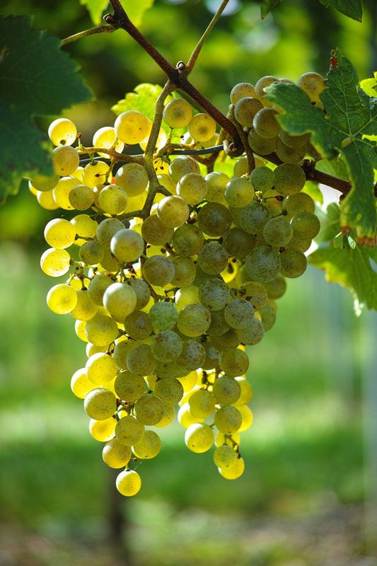 Riesling Grapes