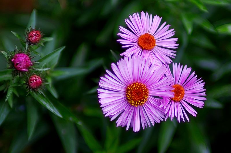 New England Aster