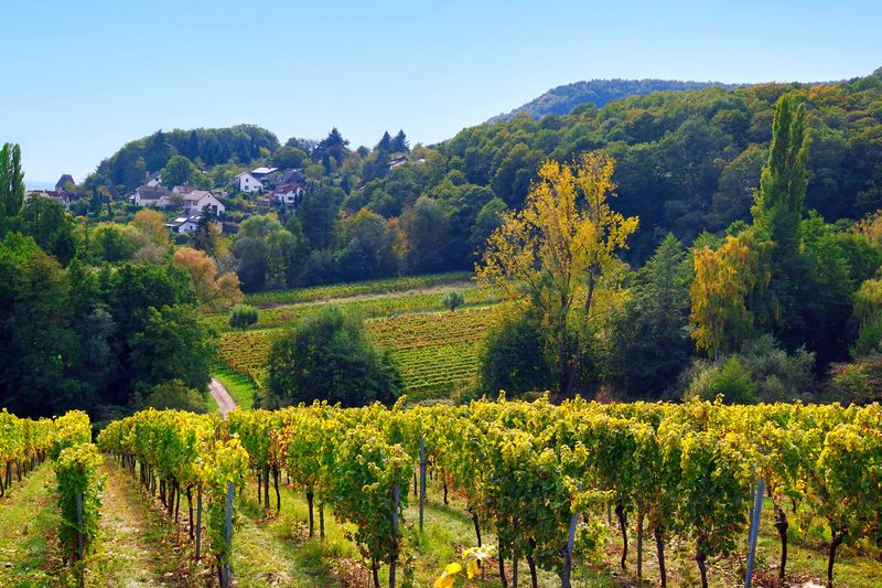 Colors Changing in the Vineyards
