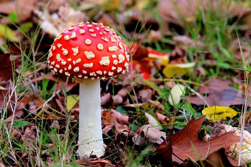 Fly agaric