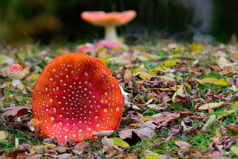 Fallen Red