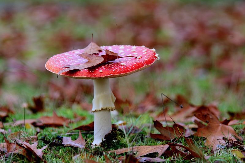  Fly agaric 