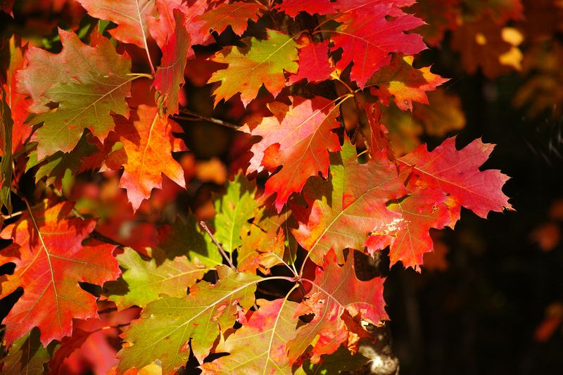 Autumnal Colors