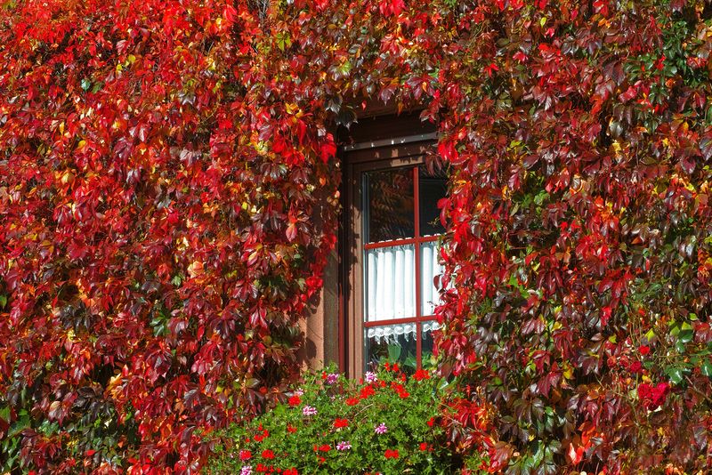 Leafy Frame 